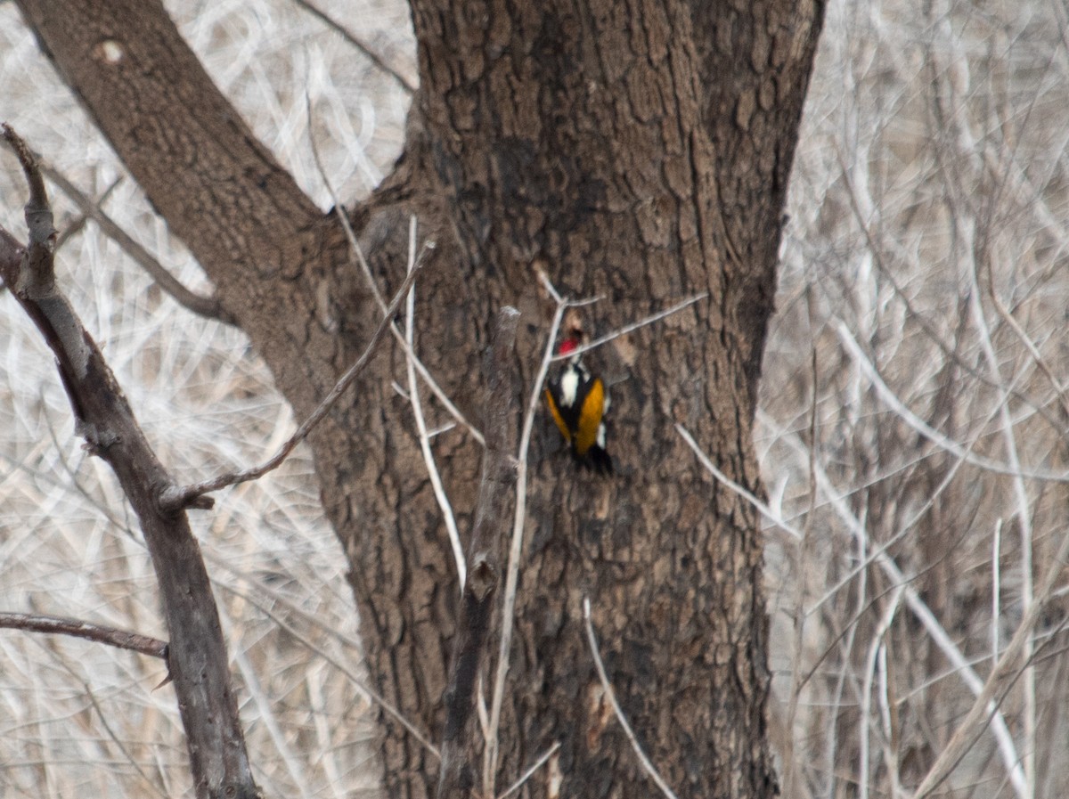 White-naped Woodpecker - ML611537311