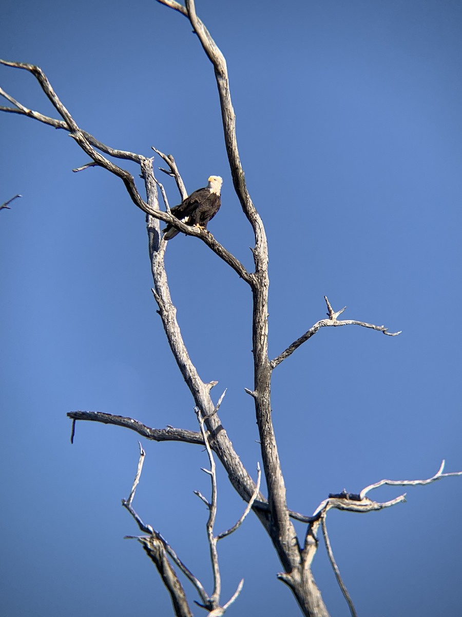 Bald Eagle - ML611537404