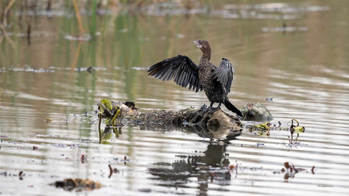 Pygmy Cormorant - Mustafa Sabri TÜRKAY