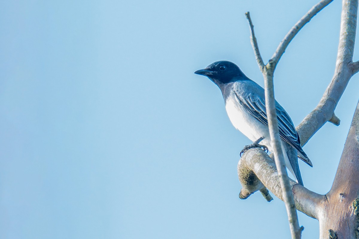 Black-headed Cuckooshrike - ML611537496