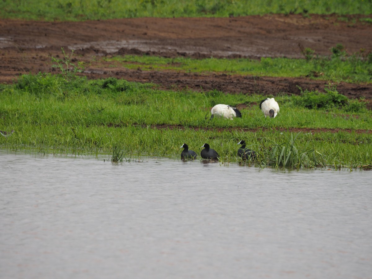 Red-knobbed Coot - ML611537677