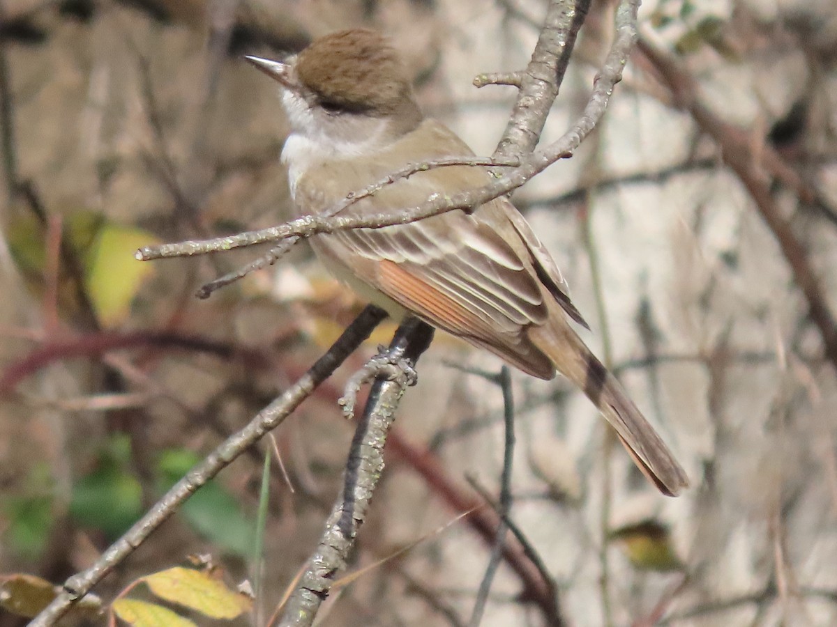 Ash-throated Flycatcher - Gerry Hawkins