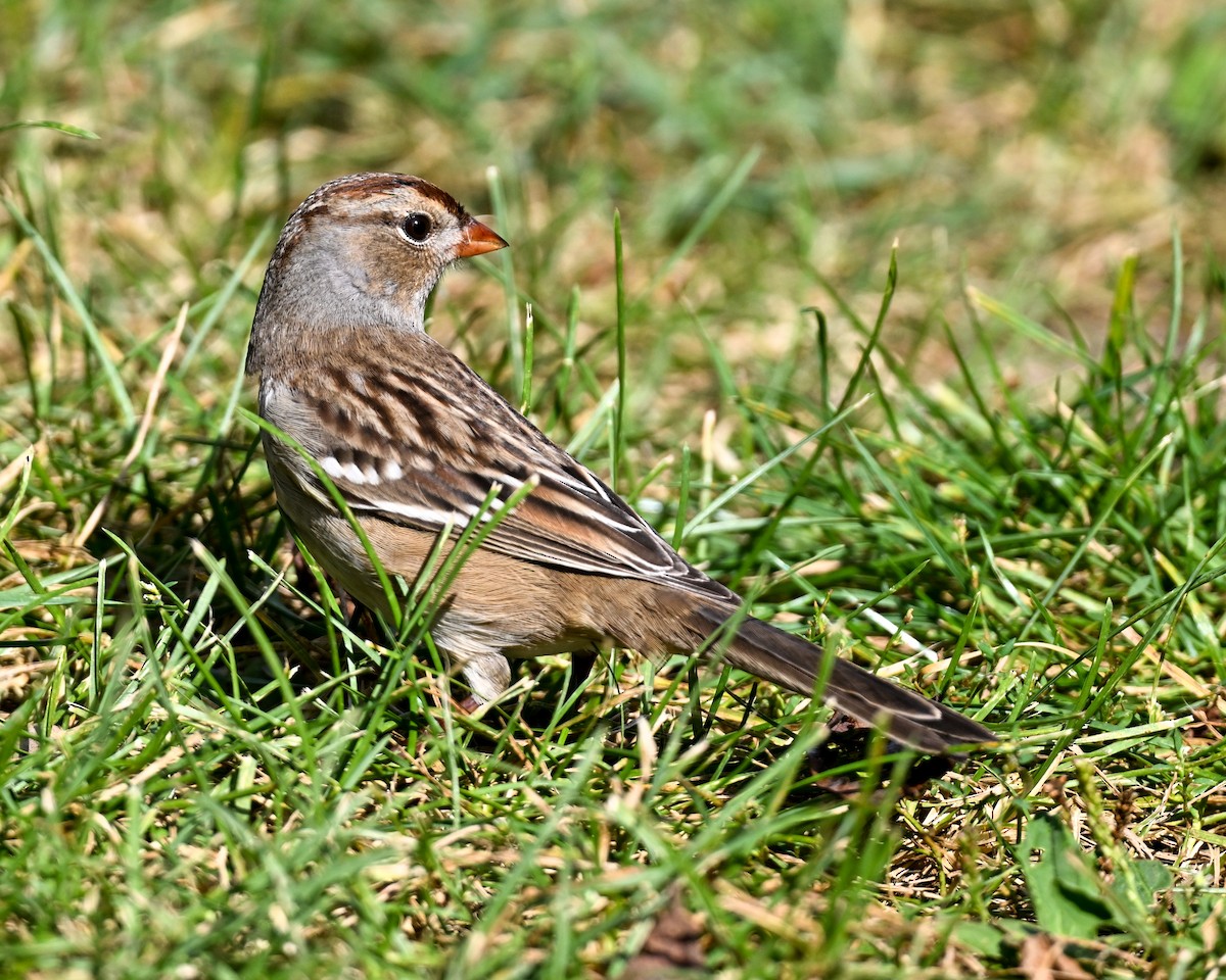 Bruant à couronne blanche - ML611537711