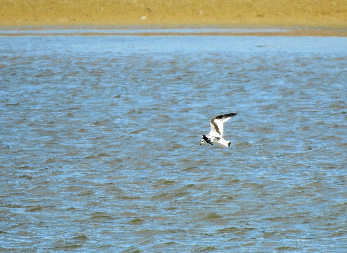 Little Gull - ML611537752