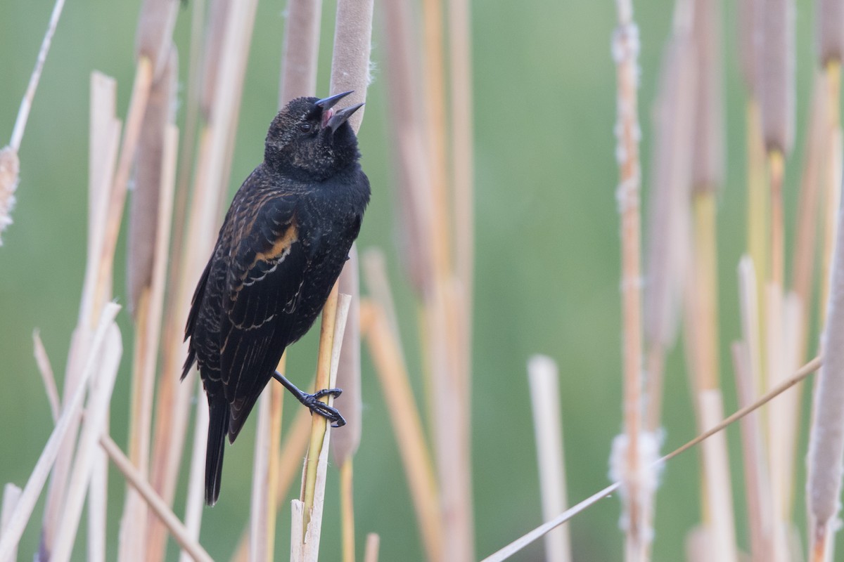 Red-winged/Tricolored Blackbird - ML611537768