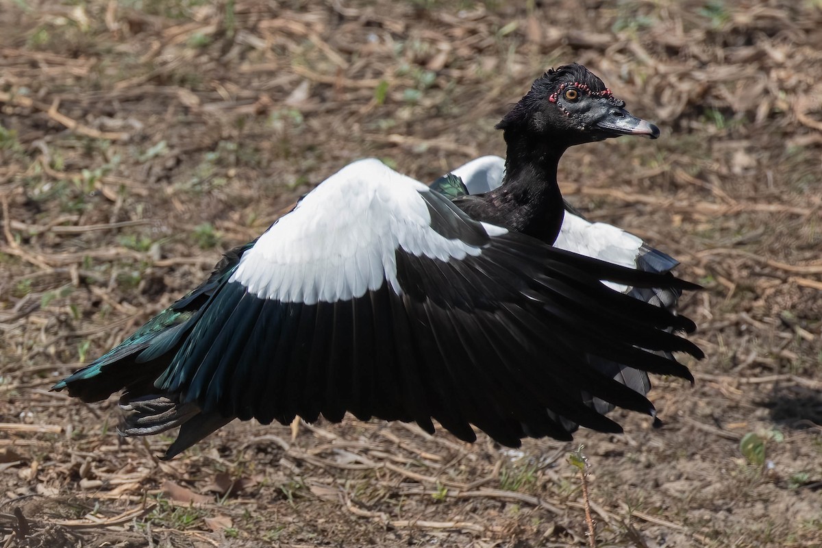 Muscovy Duck - ML611537793