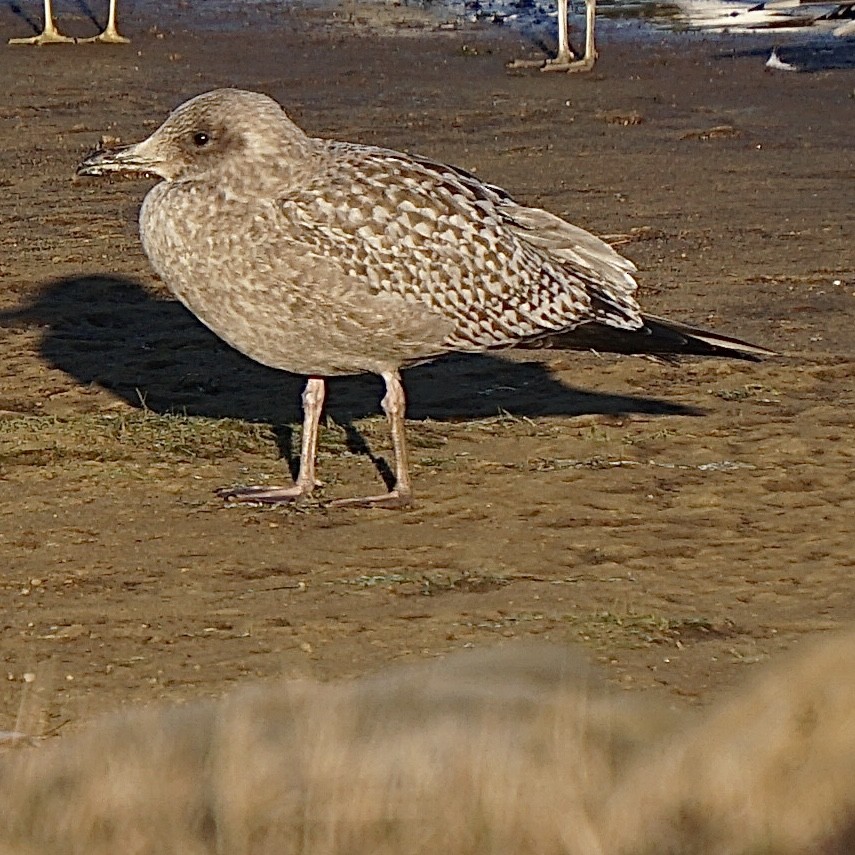 Herring Gull - Nicholas Rosner