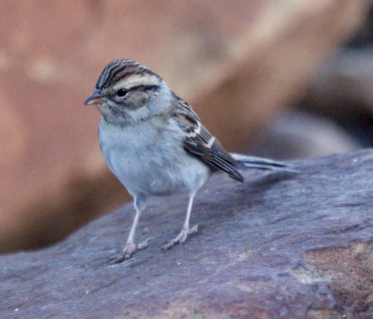 Chipping Sparrow - ML611537820