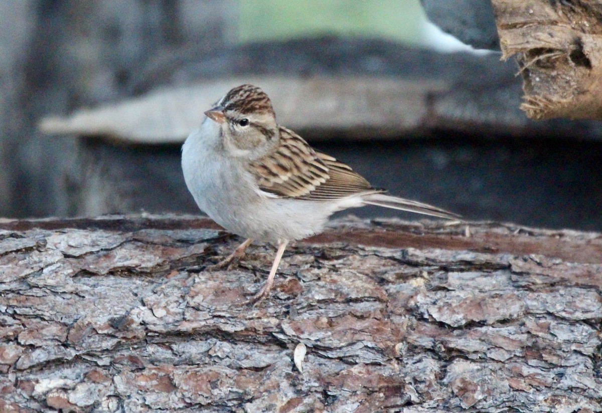 Chipping Sparrow - ML611537821