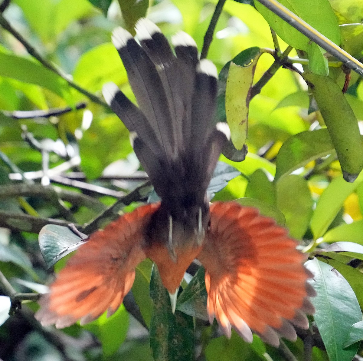 Raffles's Malkoha - ML611537827