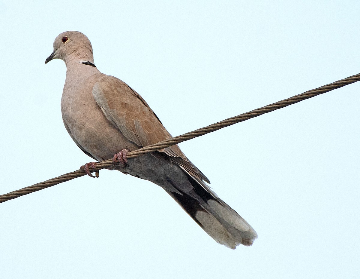 Eurasian Collared-Dove - ML611537842