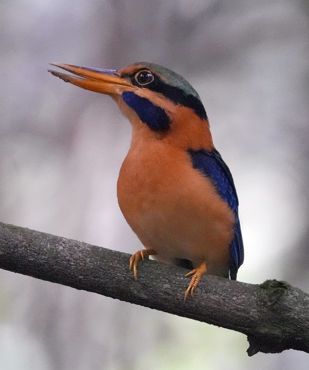 Rufous-collared Kingfisher - ML611537876