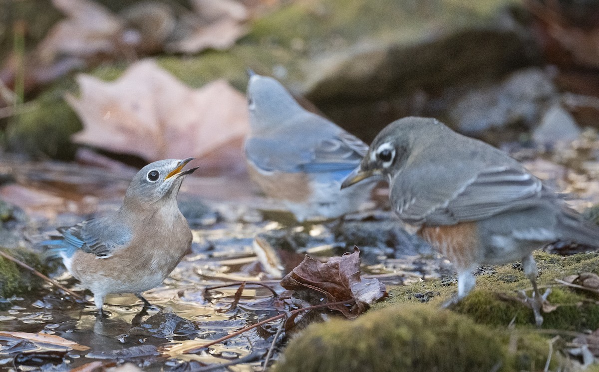 Eastern Bluebird - ML611537890