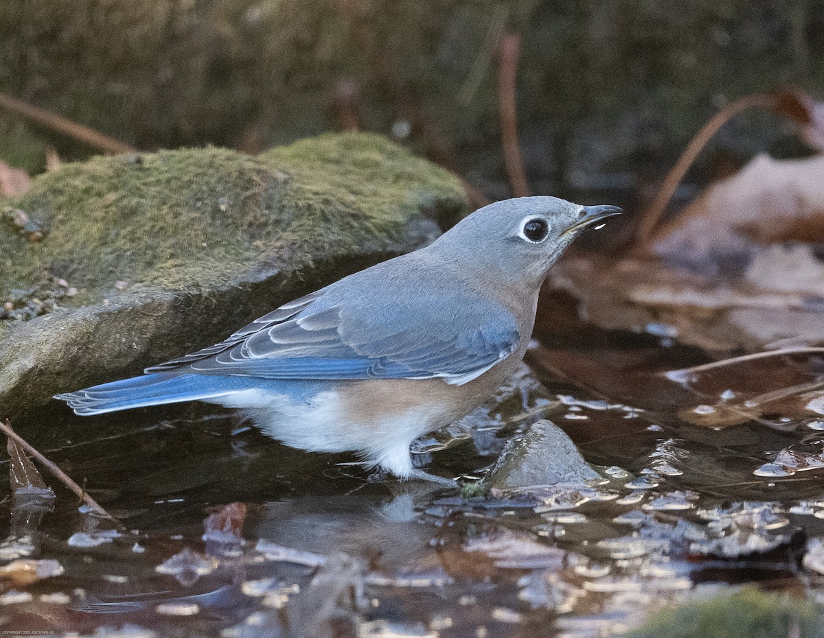 Eastern Bluebird - ML611537891