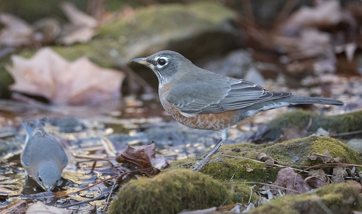 American Robin - ML611537918