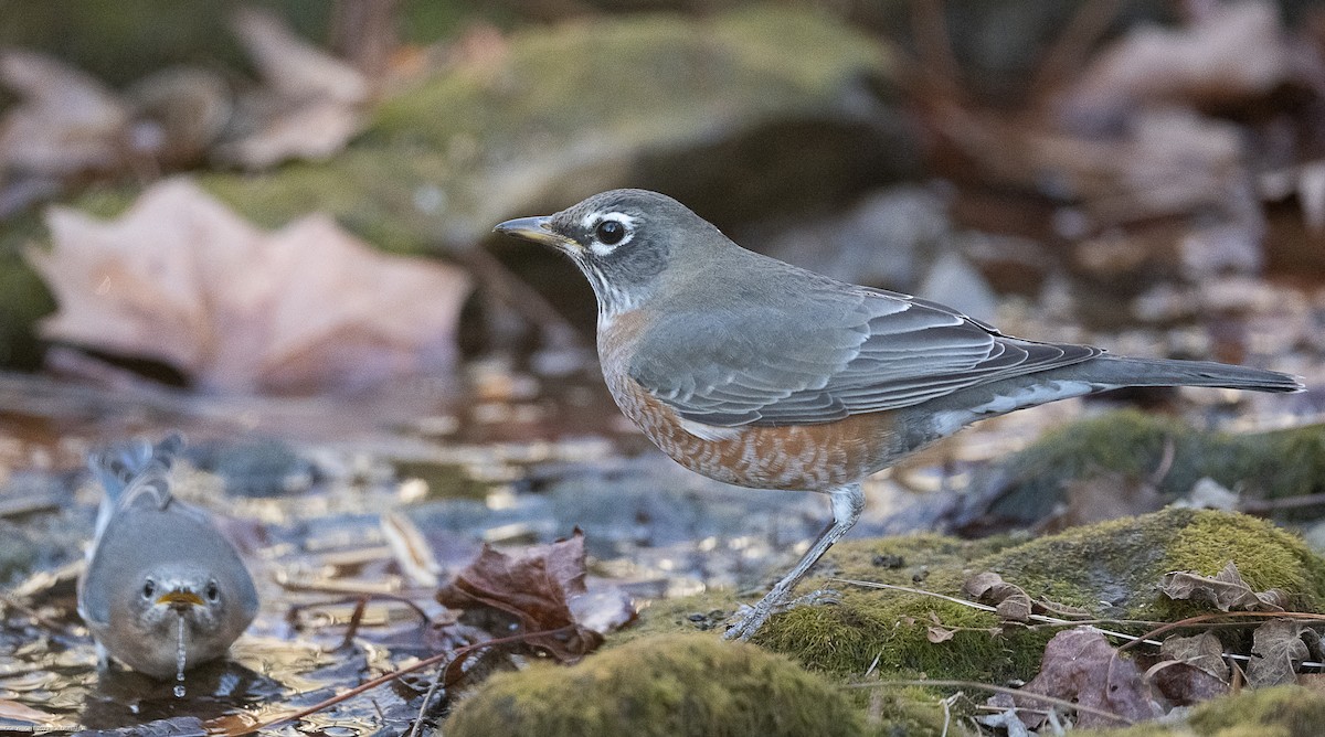 American Robin - ML611537919