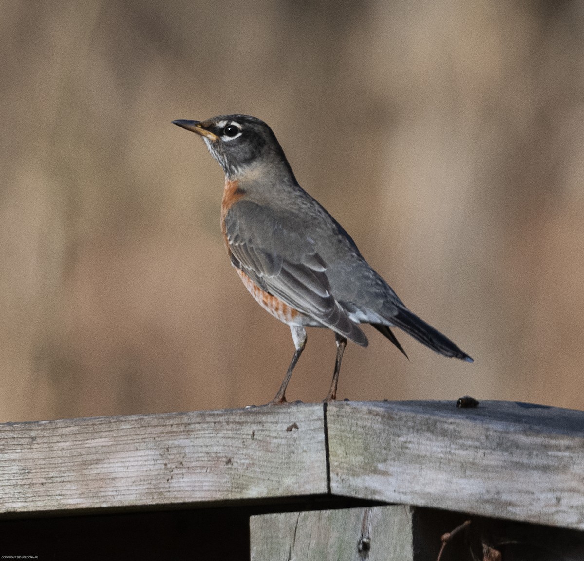American Robin - ML611537920