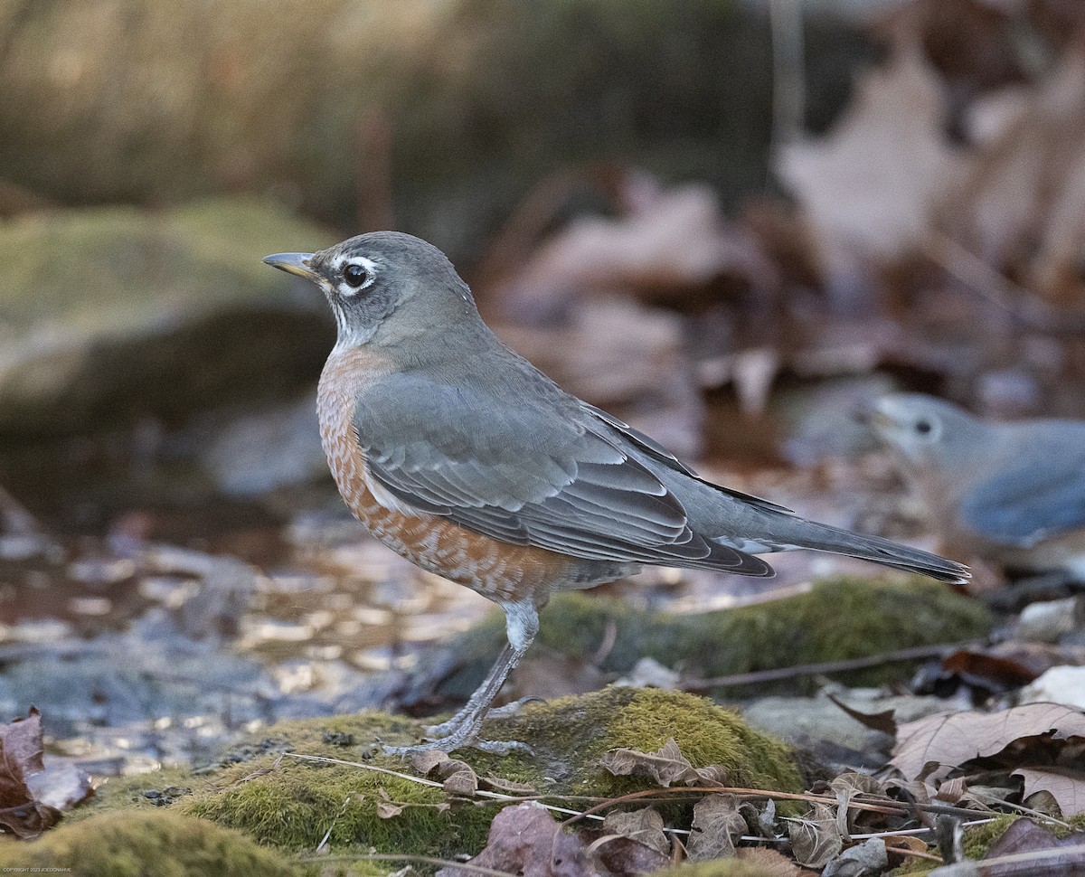 American Robin - ML611537924