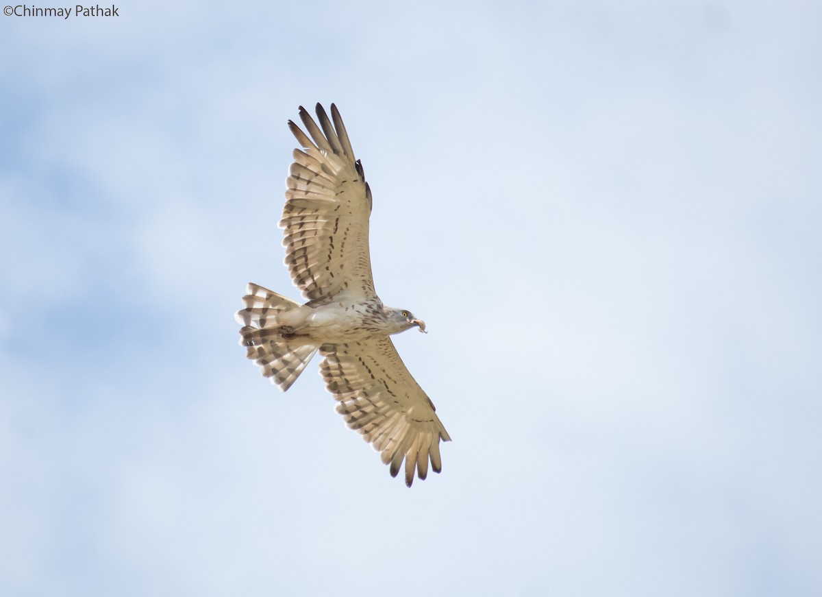 Short-toed Snake-Eagle - Chinmay  kishor pathak