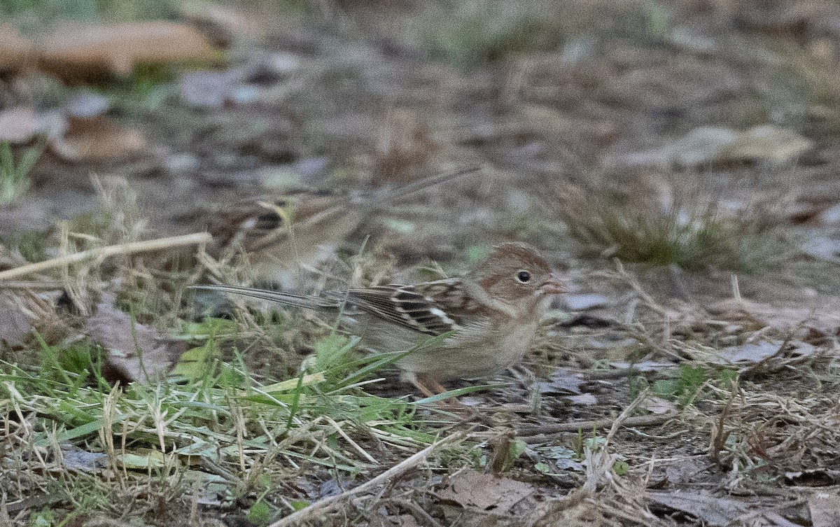 Field Sparrow - ML611537979