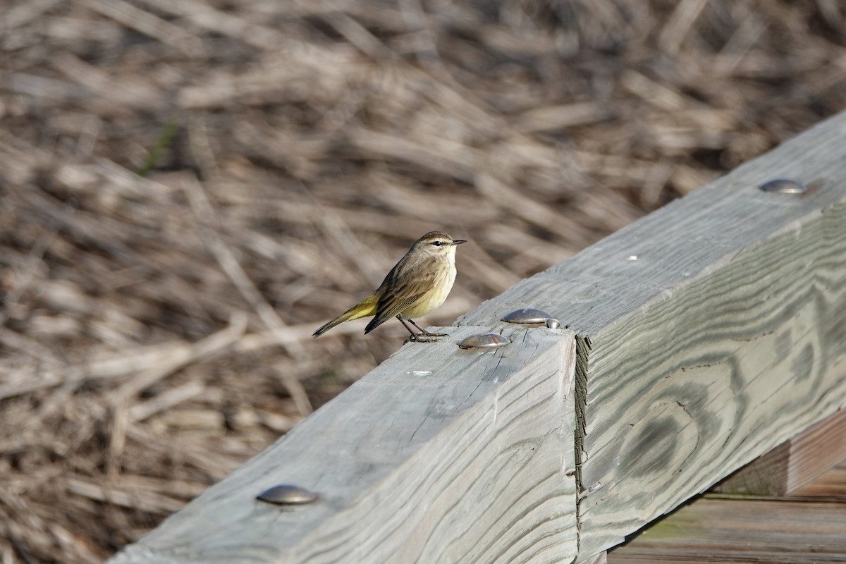 Palm Warbler - ML611537982