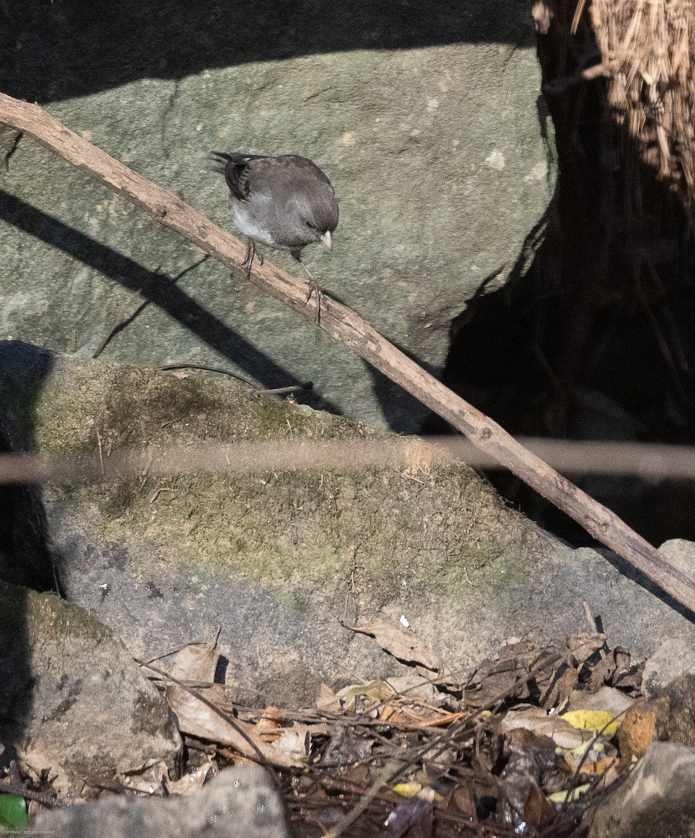 Dark-eyed Junco - ML611537997