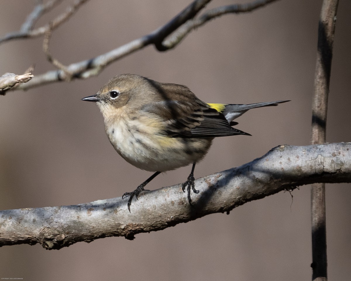 Yellow-rumped Warbler - ML611538009