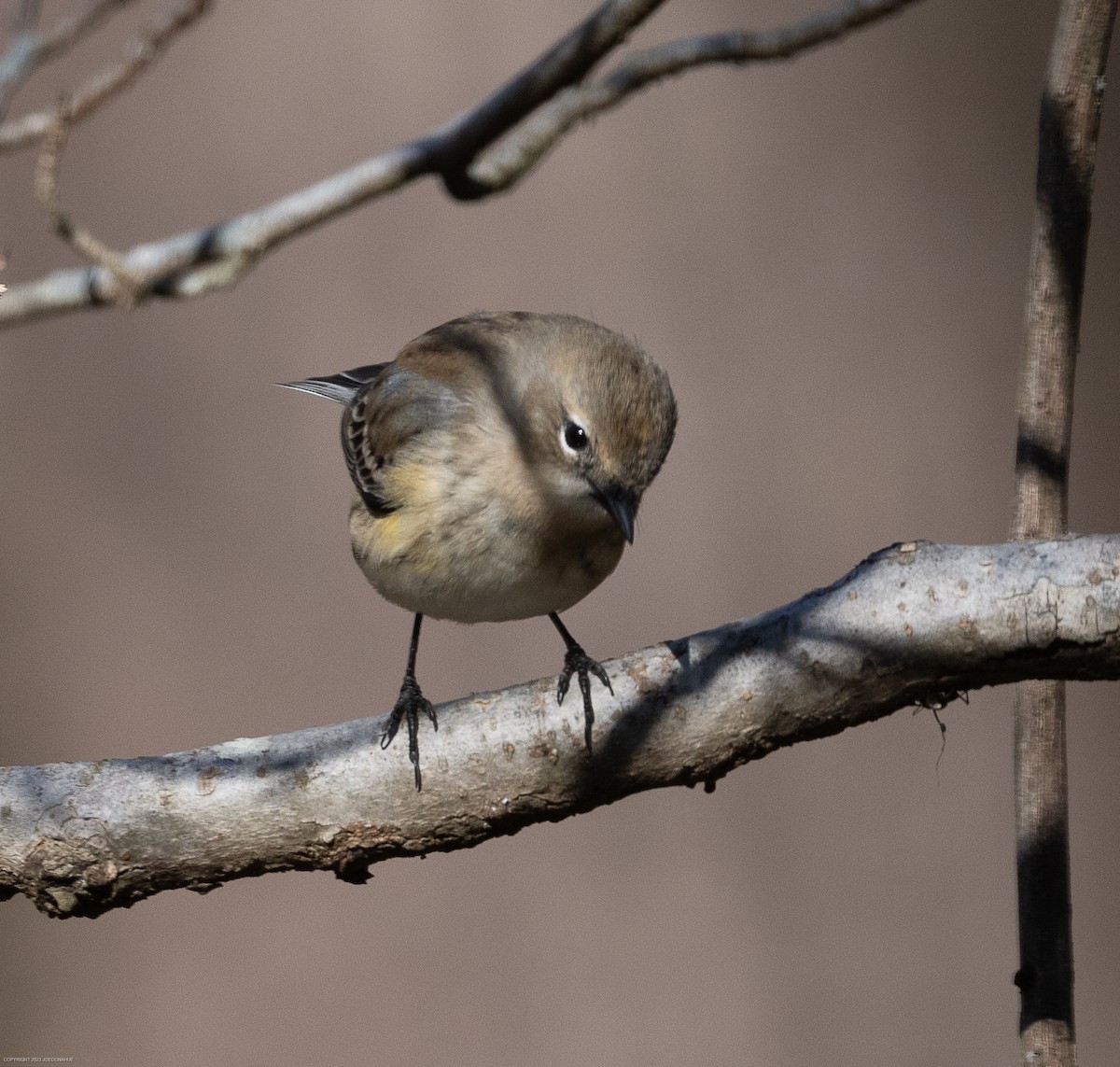 Yellow-rumped Warbler - ML611538010