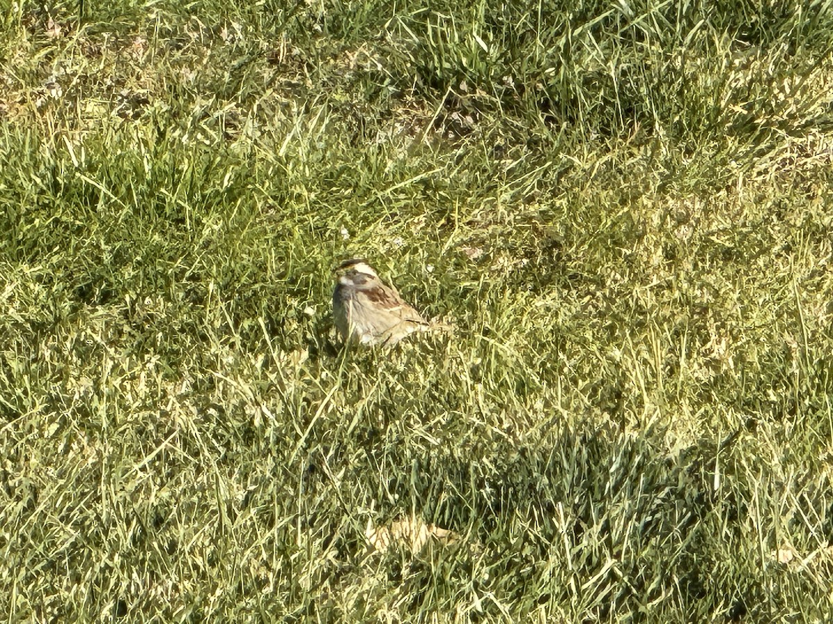 White-throated Sparrow - ML611538090