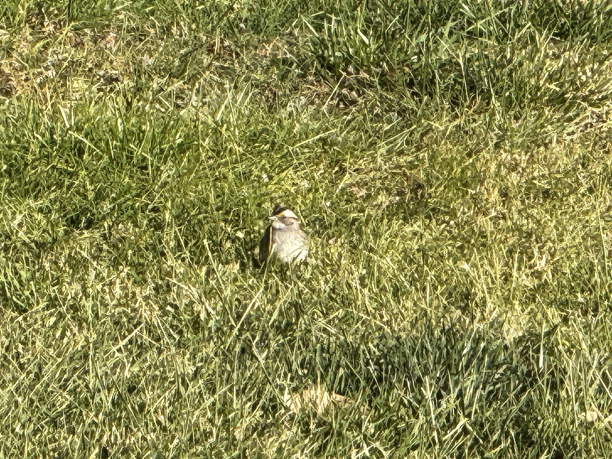 White-throated Sparrow - ML611538091