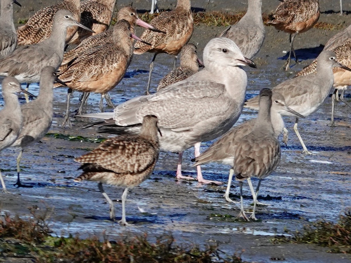 Iceland Gull (Thayer's) - ML611538172