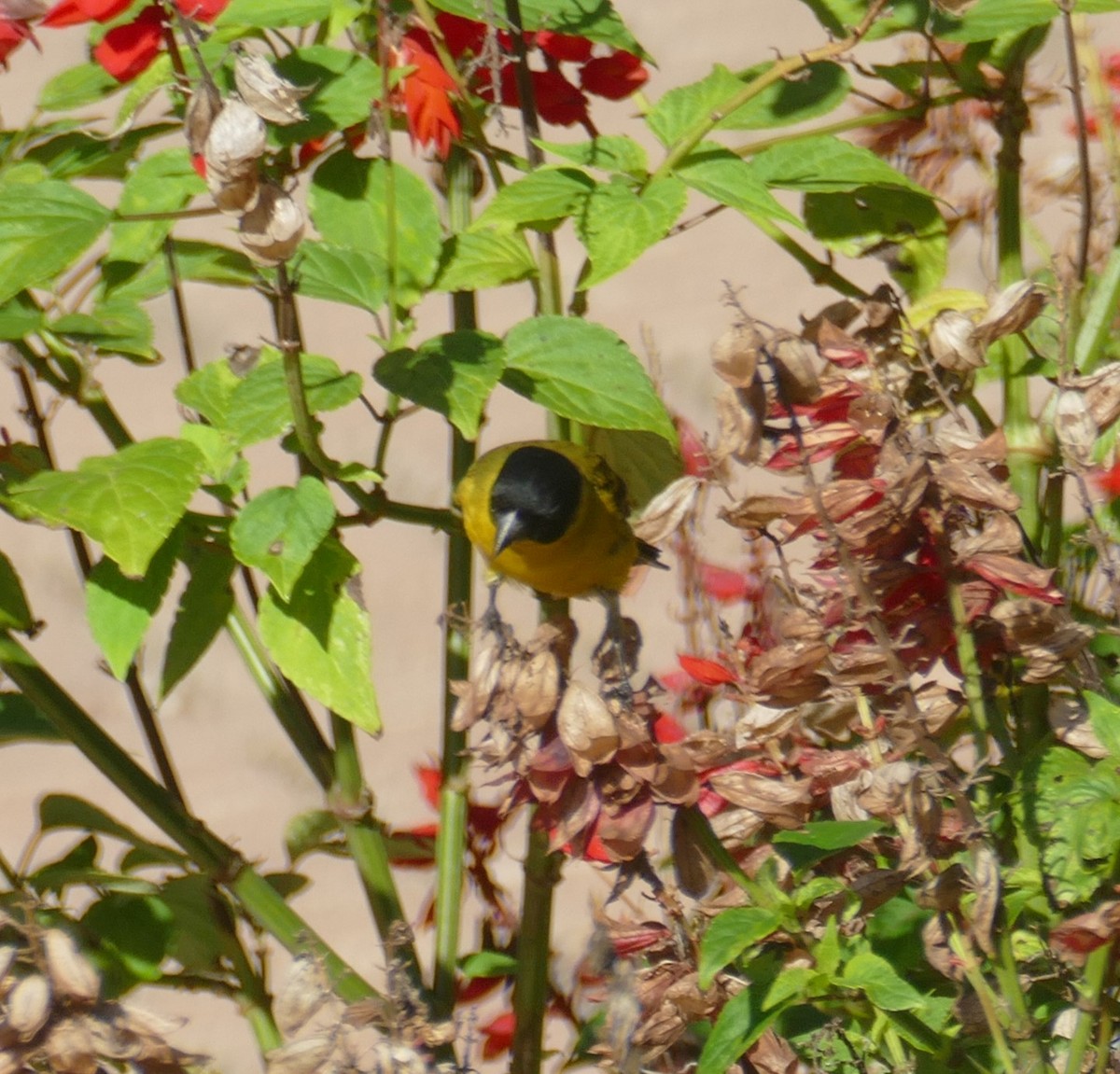 Hooded Siskin - Derek Heins