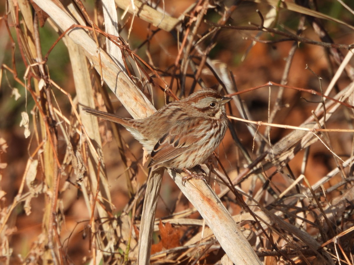 Song Sparrow - ML611538198