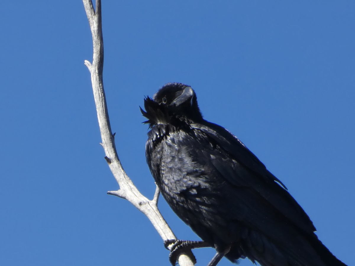 Chihuahuan Raven - ML611538340