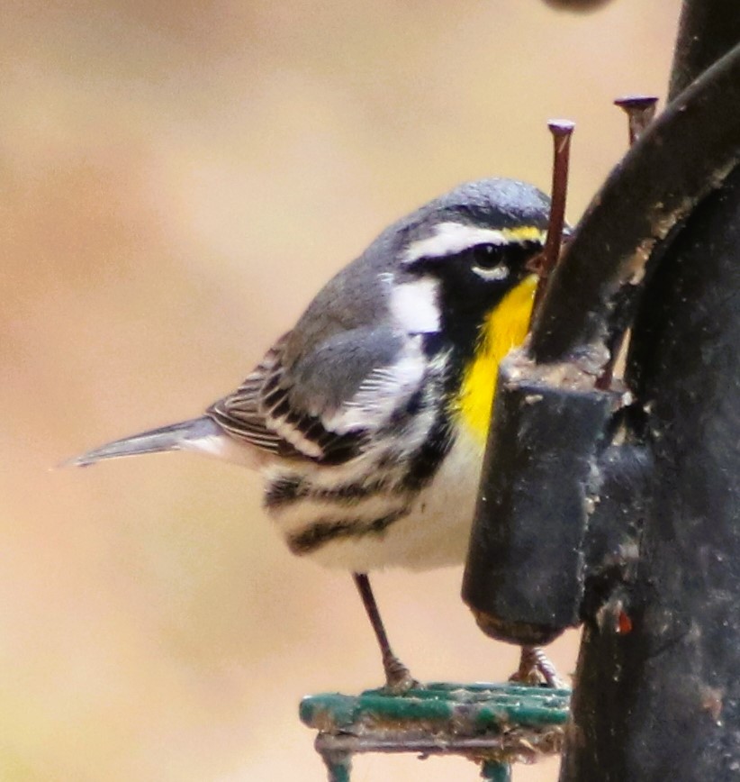 Yellow-throated Warbler - ML611538410