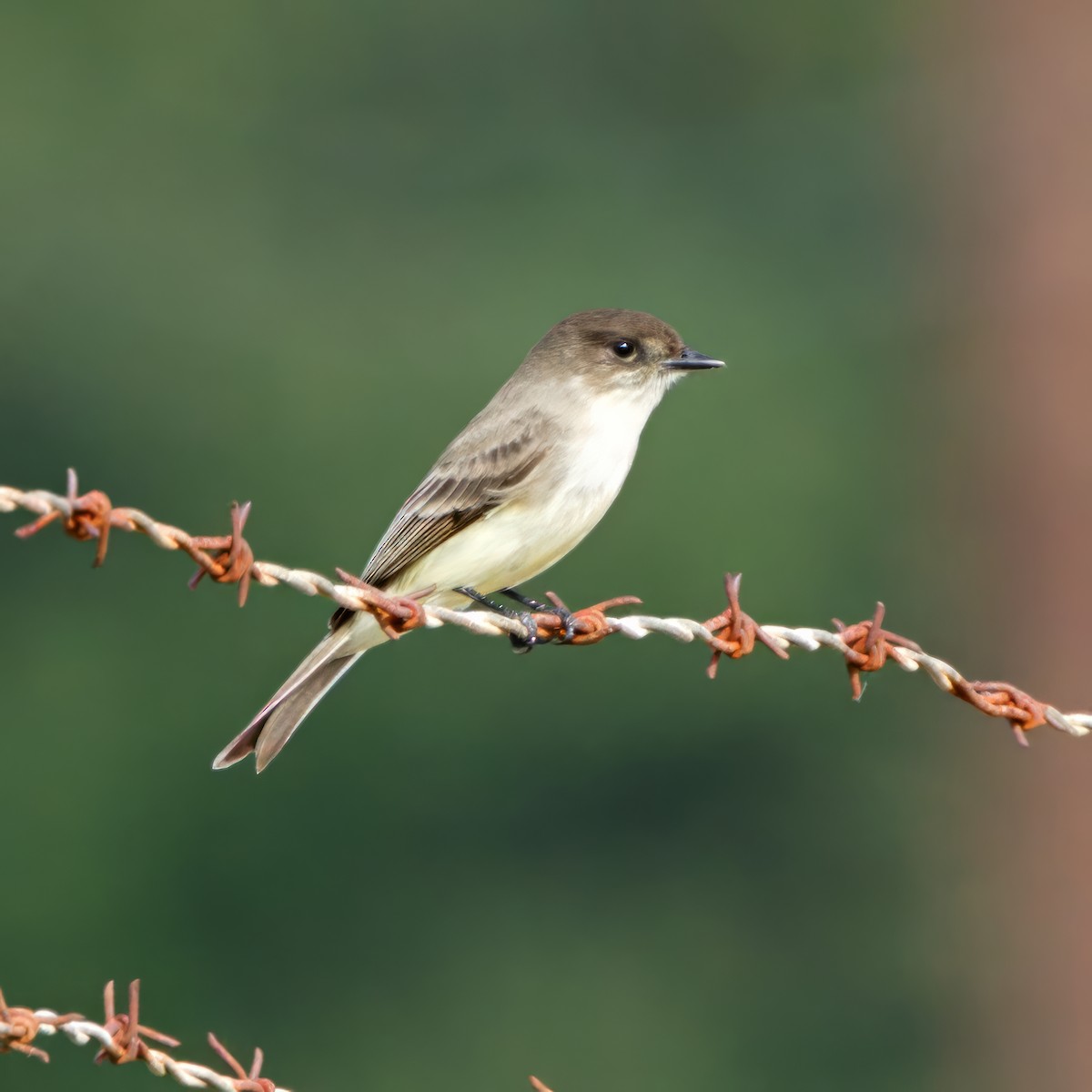 Eastern Phoebe - ML611538533