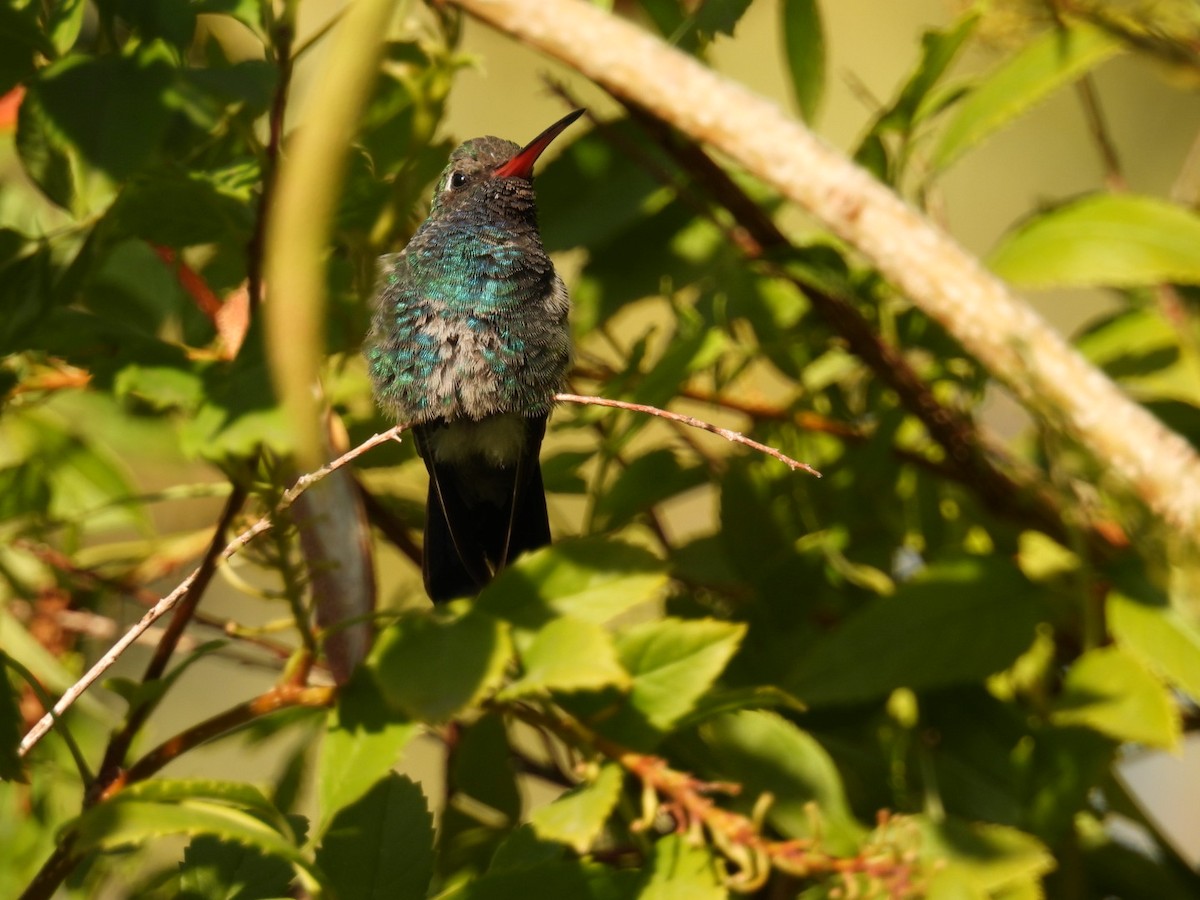 Broad-billed Hummingbird - ML611538542