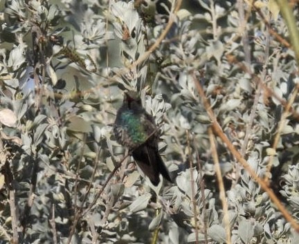 Broad-billed Hummingbird - ML611538583