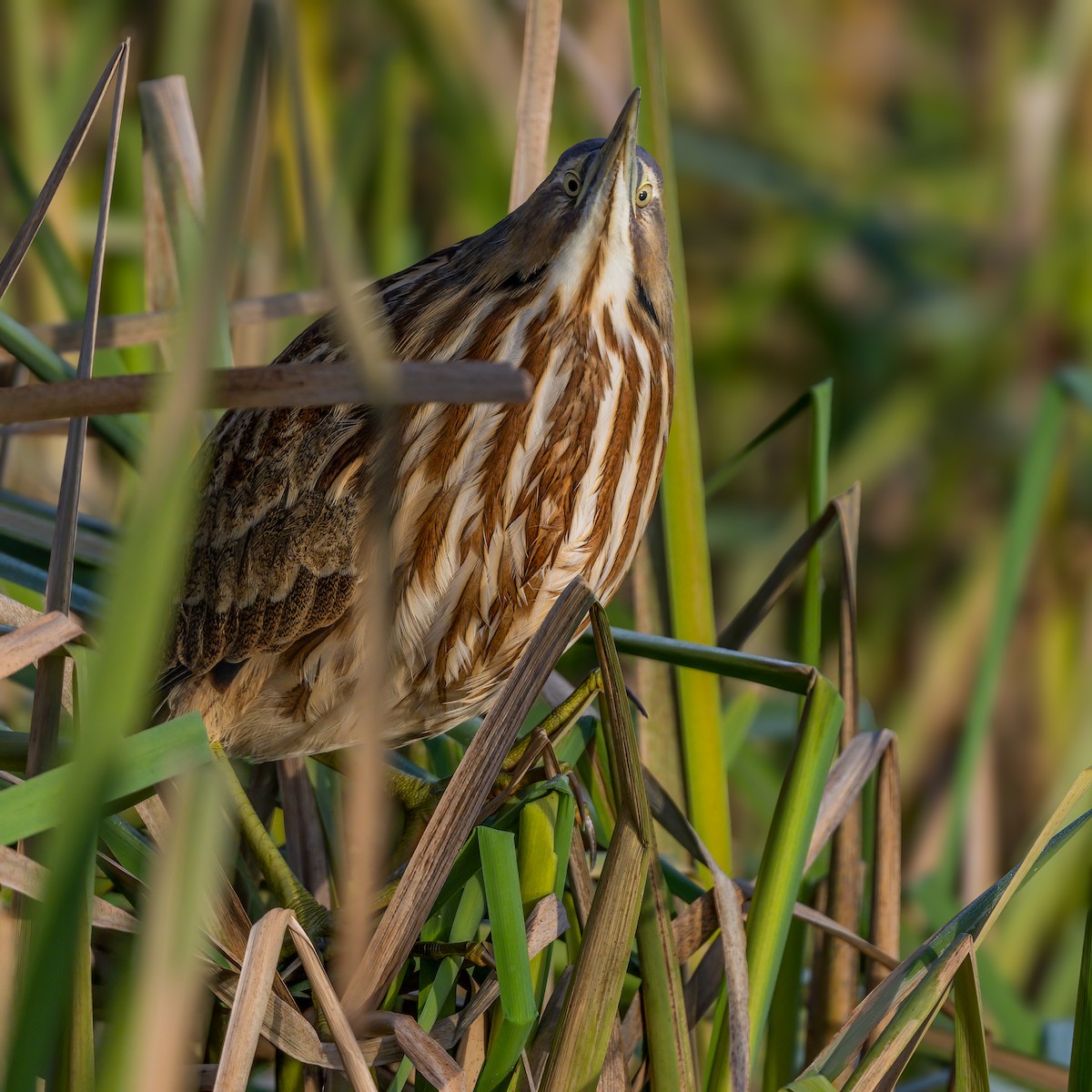 American Bittern - ML611538598