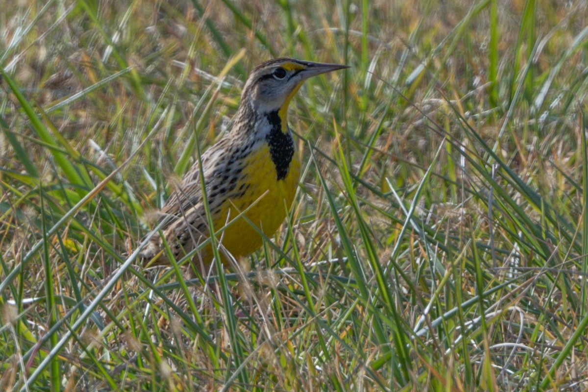 Eastern Meadowlark - Kevin  Fox