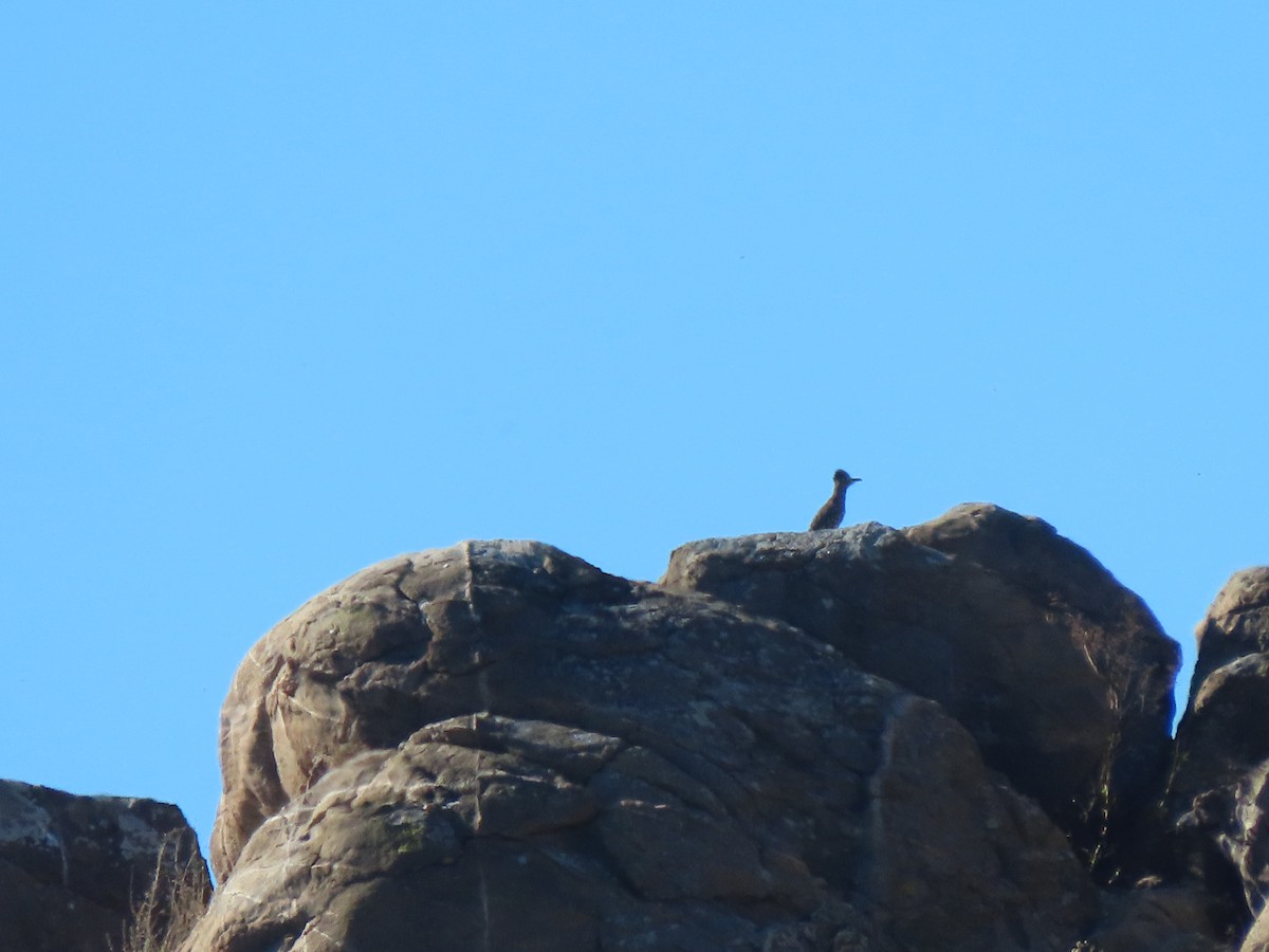 Greater Roadrunner - ML611538629