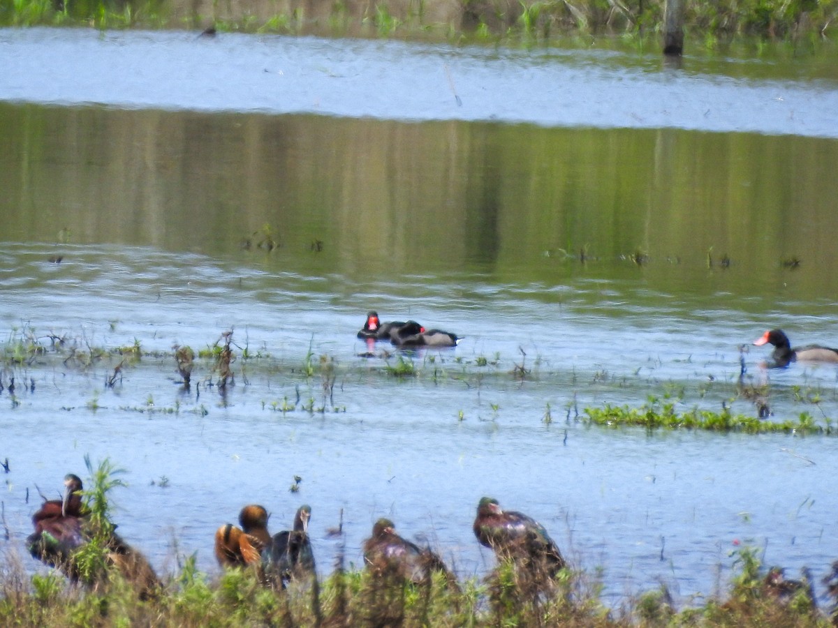 Rosy-billed Pochard - ML611538640