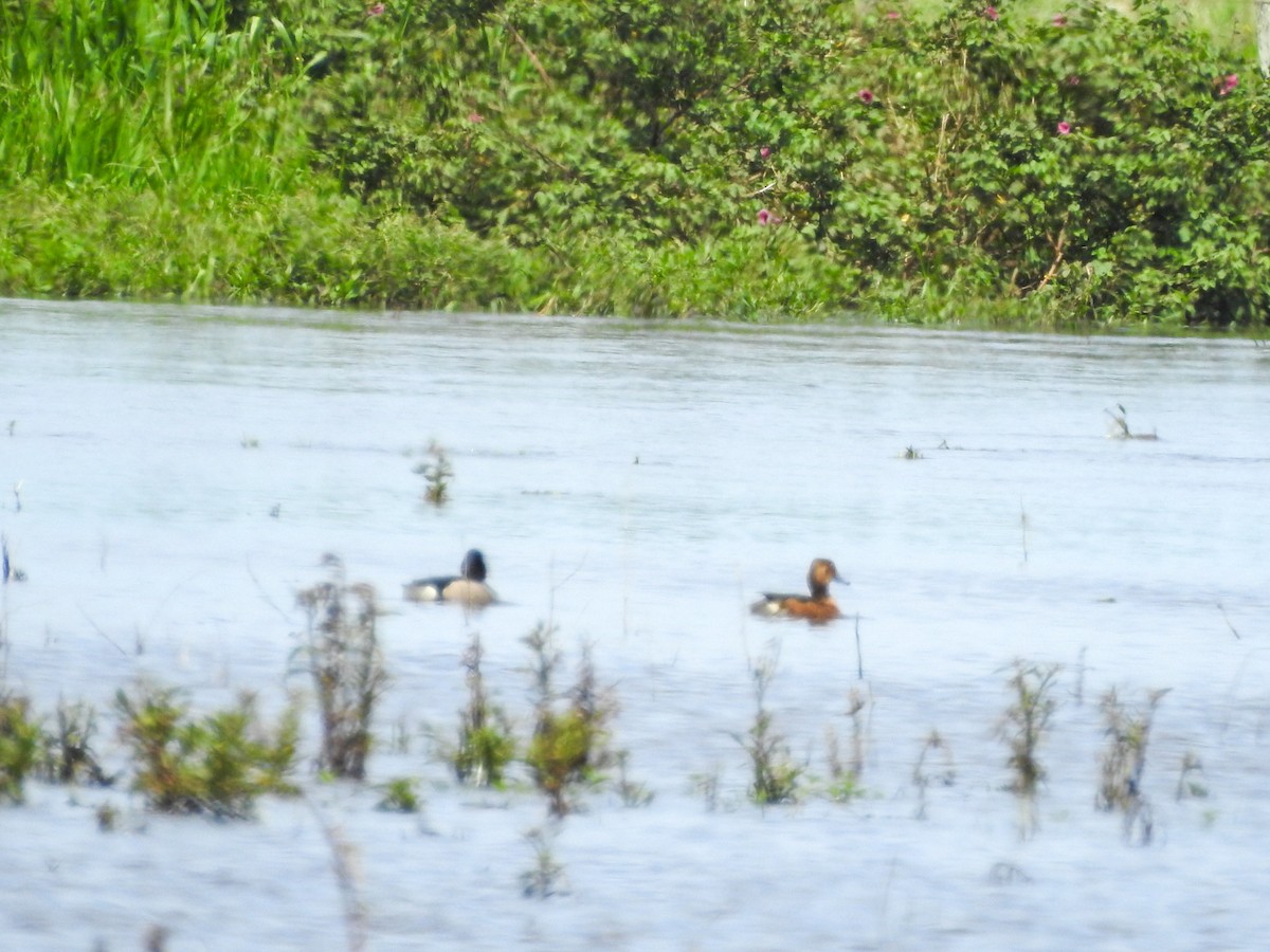 Rosy-billed Pochard - ML611538641