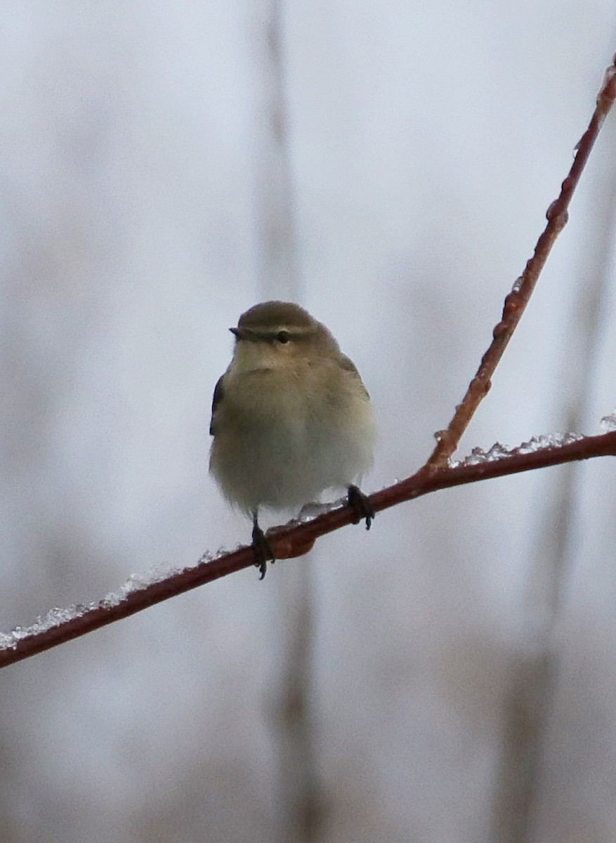 Common Chiffchaff (Siberian) - ML611538713