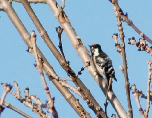 Lesser Spotted Woodpecker - Jesús Crespo