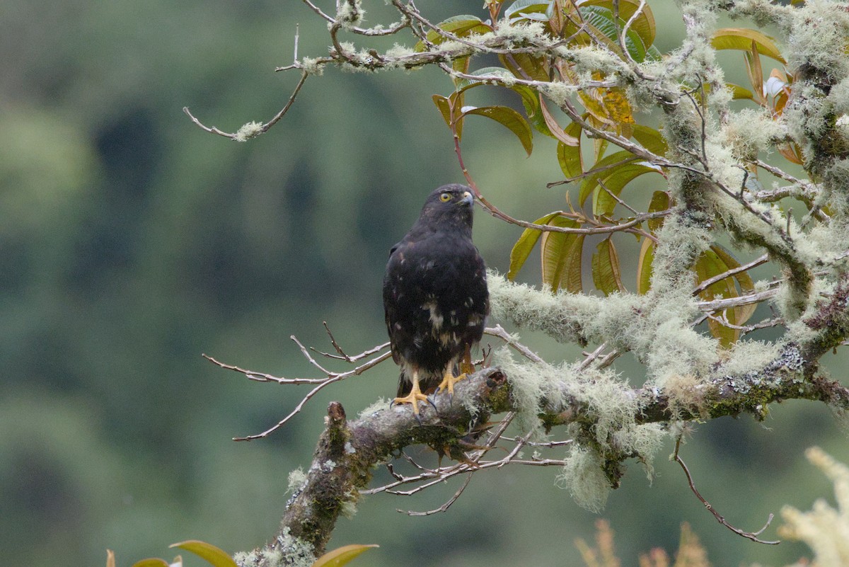 White-rumped Hawk - ML611538729