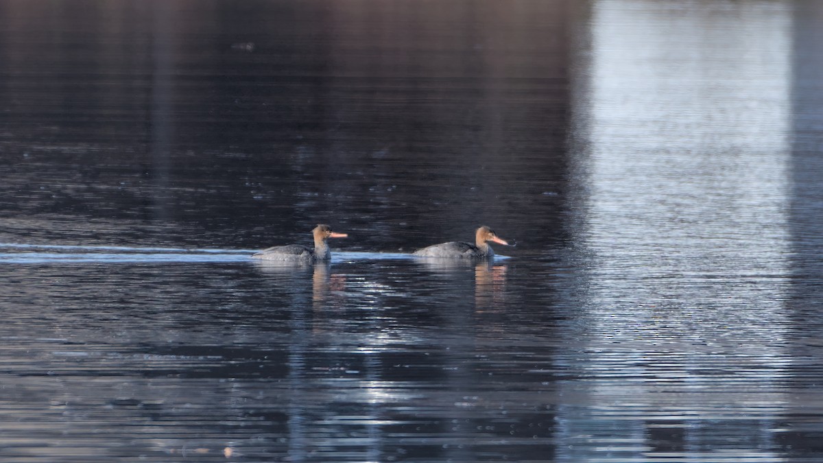 Red-breasted Merganser - Robert Howard