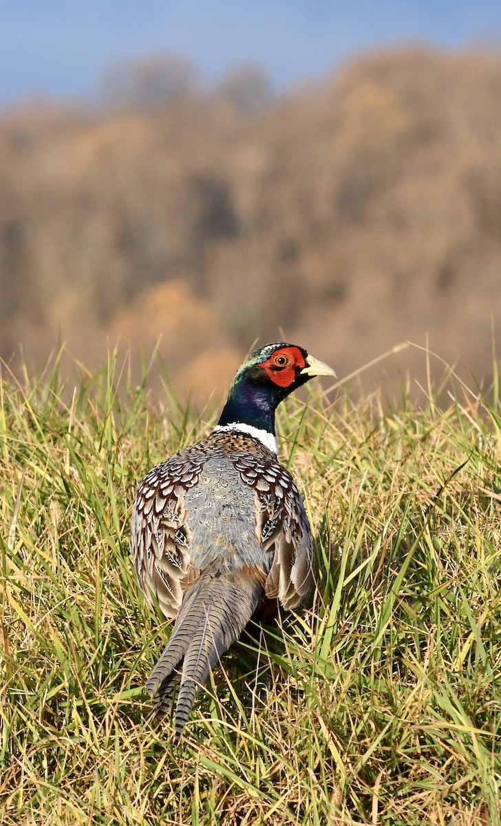 Ring-necked Pheasant - ML611538849