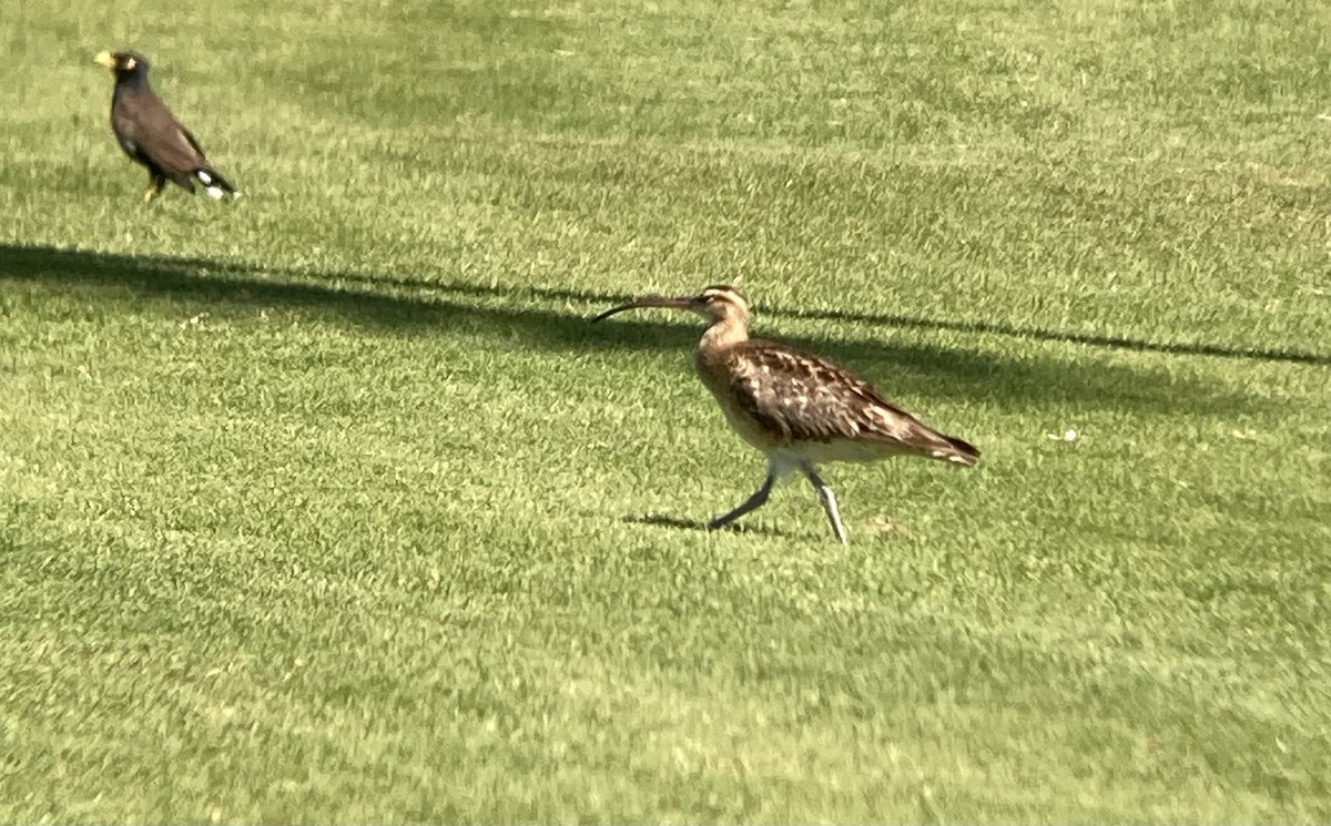 Bristle-thighed Curlew - ML611538893