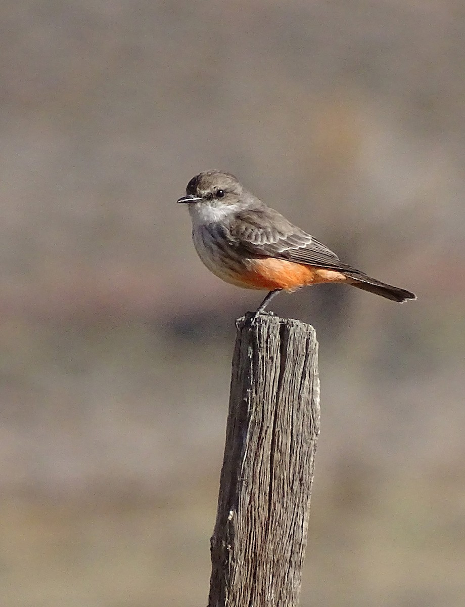 Vermilion Flycatcher - ML611538903